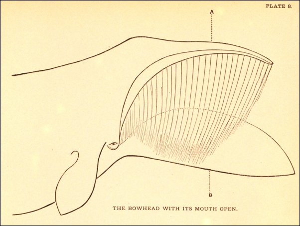 Drawing of the open mouth of a bowhead whale