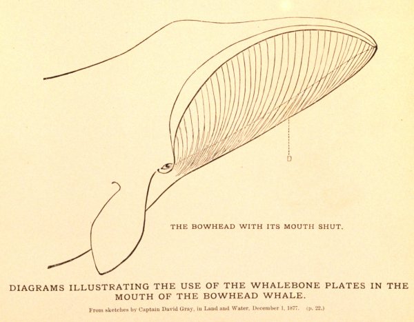 Drawing of the closed mouth of a bowhead whale