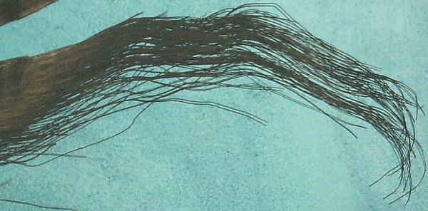 Blue whale baleen - bristles