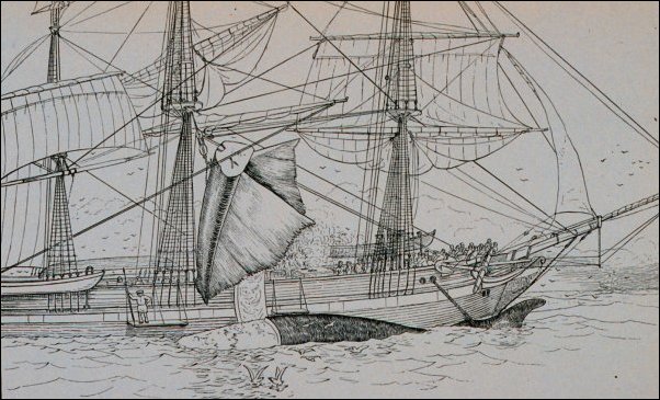 Flensing a whale