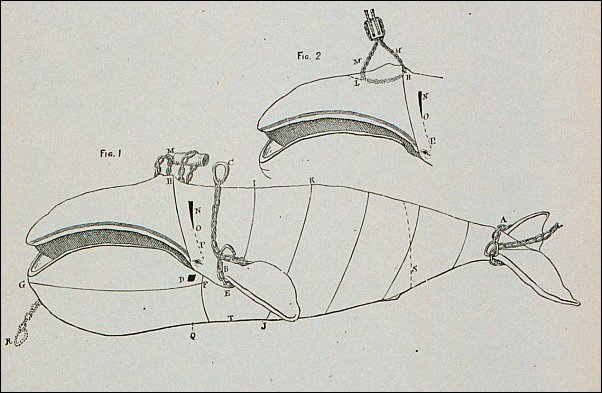 Cutting in a bowhead whale
