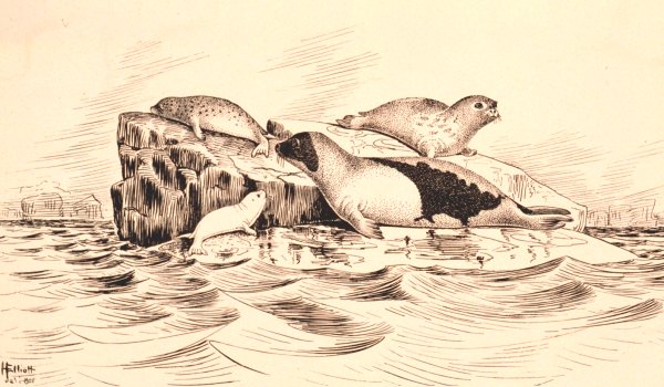 Drawing of a harp seal