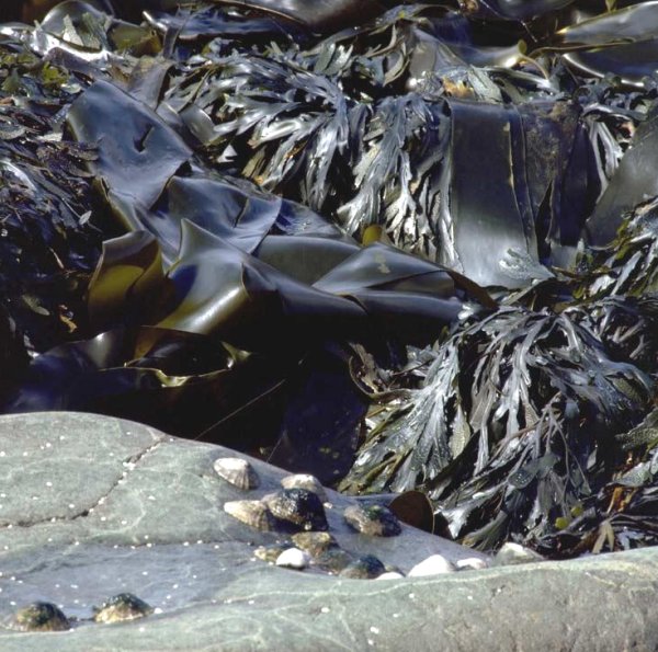  Kelp on Loch Scavaig, Isle of Skye