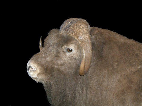 Mounted musk ox