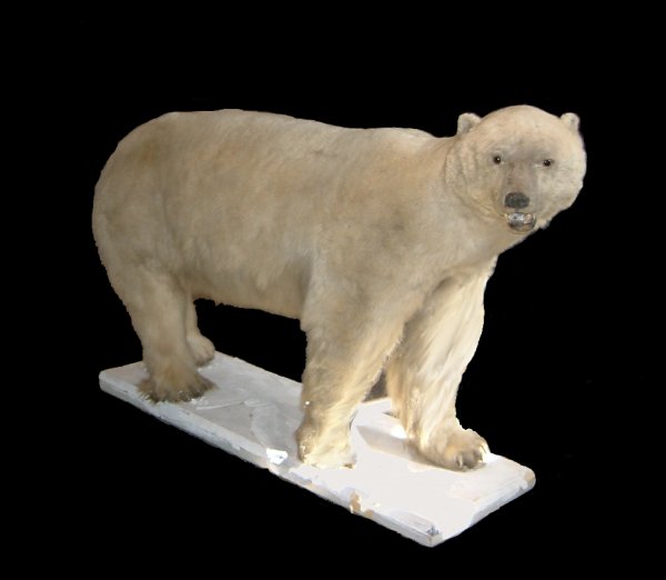 Mounted polar bear