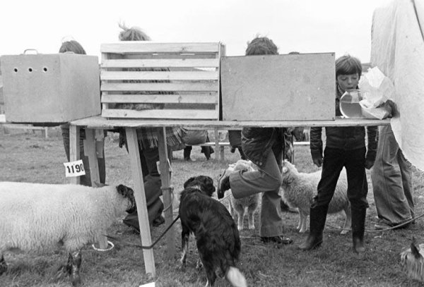Sheep and Dogs on the Shetland Islands