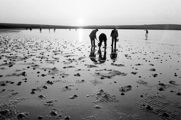 Men Digging for Razorfish, Orkney