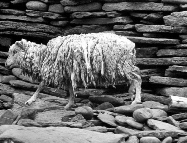 North Ronaldsay Sheep, Orkney