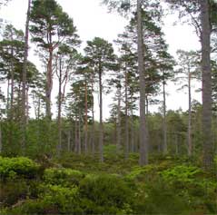 A forest in the Spey Valley