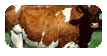 Dairy Industry