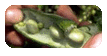 Food &amp; Archaeology